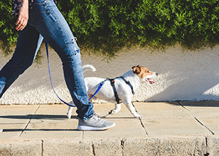 How to Make Dog Walk Fun & Productive - Alpha Paws