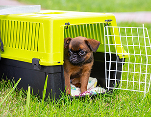 https://www.alphapaws.com/wp-content/uploads/2023/07/how-to-pick-the-best-crate-for-your-puppy-img2.jpg
