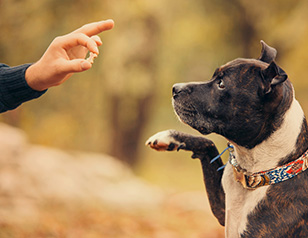 The Evolution of Dog Training Techniques