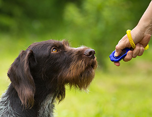 Dog Training Techniques