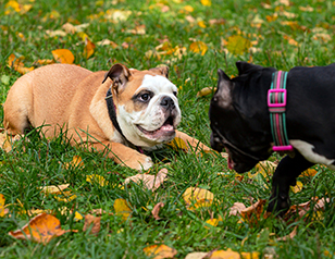 The Importance of Socialization in Puppy Training