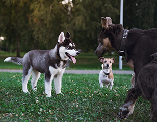 Puppy Training