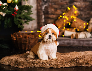 Holiday Puppy Training