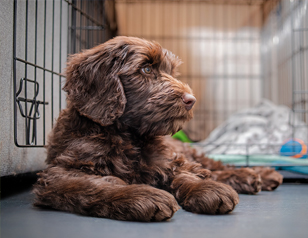 How Long Does It Take to Crate Train a Puppy?